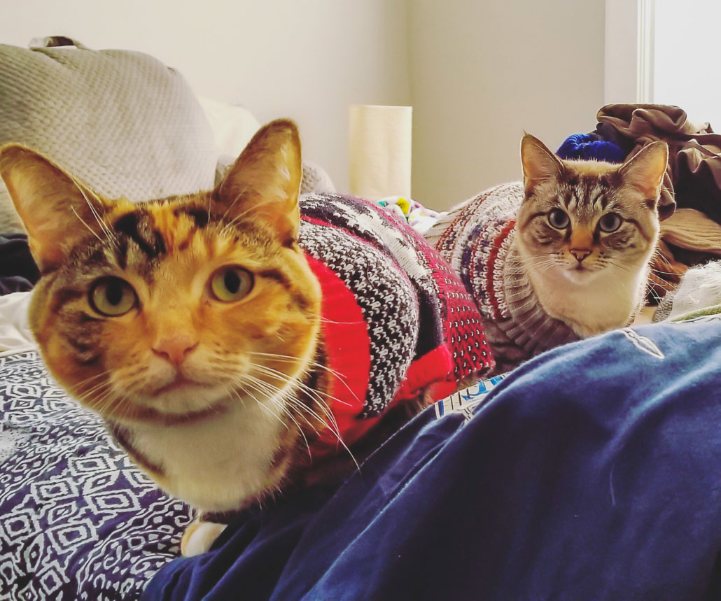 cat, cats, sweaters, cat clothes